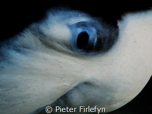 In the eye of a manta by Pieter Firlefyn 